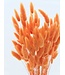 Orange Lagurus dried flowers | Length 65 centimetres | Order by bunch