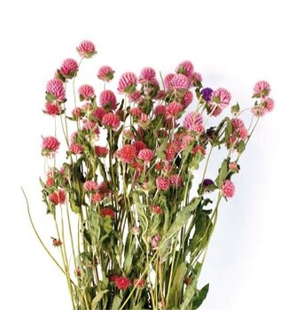 Casa Alegria Découvrez les fleurs séchées Gomphrena rose pâle de Casa Alegria. Parfaites pour les arrangements floraux et le design d'intérieur, durables et nécessitant peu d'entretien. Un choix élégant pour chaque professionnel !