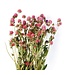 Découvrez les fleurs séchées Gomphrena rose pâle de Casa Alegria. Parfaites pour les compositions florales et le design d'intérieur, durables et nécessitant peu d'entretien. Un choix élégant pour chaque professionnel !