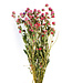Découvrez les fleurs séchées Gomphrena rose pâle de Casa Alegria. Parfaites pour les compositions florales et le design d'intérieur, durables et nécessitant peu d'entretien. Un choix élégant pour chaque professionnel !