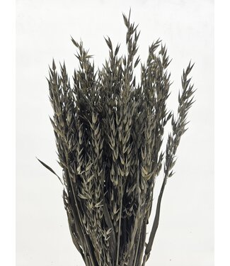 MyFlowers Old Grey getrockneter Hafer | Old Grey Avena Trockenblumen | Länge 70 Zentimeter | Pro Bund