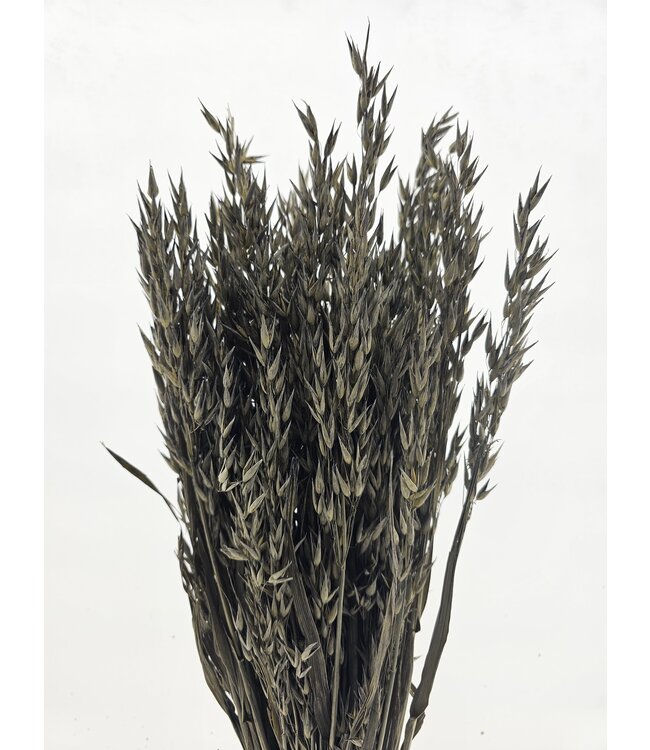 Old Grey getrockneter Hafer | Old Grey Avena Trockenblumen | Länge 70 Zentimeter | Pro Bund bestellbar