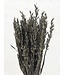 Old Grey getrockneter Hafer | Old Grey Avena Trockenblumen | Länge 70 Zentimeter | Pro Bund bestellbar