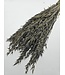 Old Grey getrockneter Hafer | Old Grey Avena Trockenblumen | Länge 70 Zentimeter | Pro Bund bestellbar