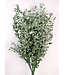 Groentinten Ruscus droogbloemen | Lengte 70 - 80 centimeter | Per bos van 10 - 12 takken te bestellen