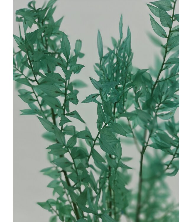 Ruscus séché Vert clair | Longueur 70 centimètres | À commander par bouquet