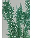 Ruscus séché Vert clair | Longueur 70 centimètres | À commander par bouquet