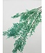 Ruscus séché Vert clair | Longueur 70 centimètres | À commander par bouquet