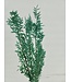 Ruscus séché Vert clair | Longueur 70 centimètres | À commander par bouquet