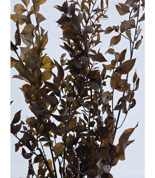 Ruscus brun Granel fleurs séchées | Longueur 60 - 70 centimètres | À commander par bouquet de 8 - 10 branches