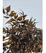 Ruscus brun Granel fleurs séchées | Longueur 60 - 70 centimètres | À commander par bouquet de 8 - 10 branches