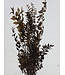 Ruscus brun Granel fleurs séchées | Longueur 60 - 70 centimètres | À commander par bouquet de 8 - 10 branches