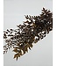 Ruscus brun Granel fleurs séchées | Longueur 60 - 70 centimètres | À commander par bouquet de 8 - 10 branches