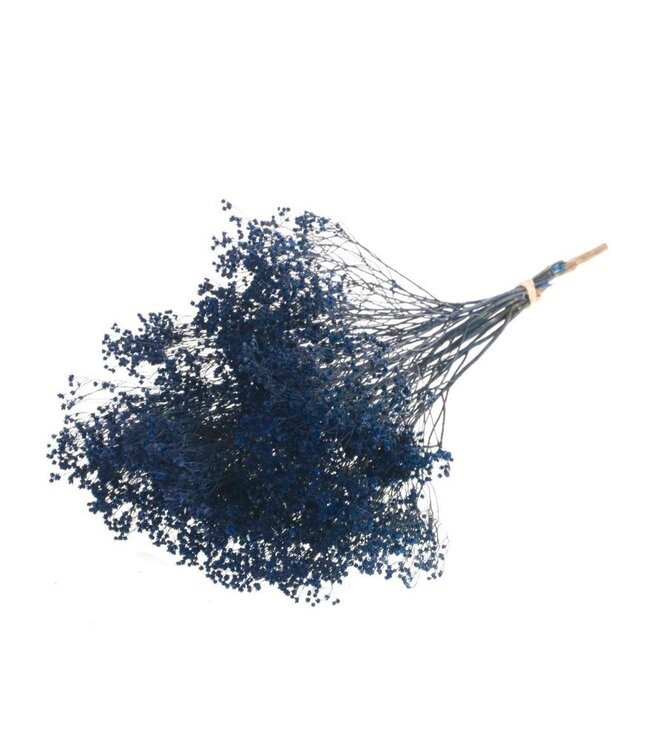 Dunkelblauer getrockneter Ginster | Dunkelblaue Ginsterblüten getrocknete Blumen | Länge ± 60 cm | Bestellung pro Strauß