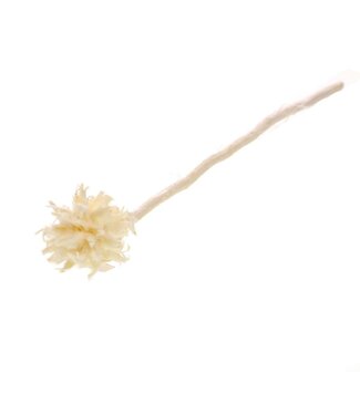MyFlowers Plumosum branche unique blanc blanchi | Longueur ± 60 cm | Disponible par 10 pièces