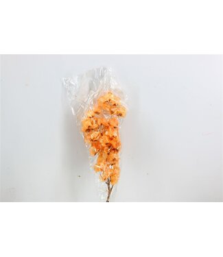 MyFlowers Branche de Bougainvillier séchée de couleur saumon | Longueur 45 centimètres | Commande par branche