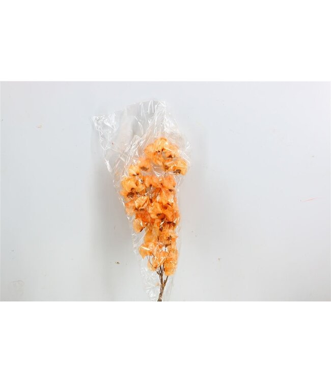 Branche de Bougainvillier séchée de couleur saumon | Longueur 45 centimètres | Commande par branche