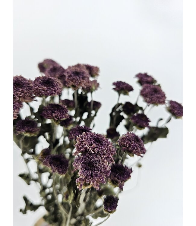 Purple Dried Chrysanthemum PomPom | Chrysanthemums Dried Flowers | Length 60 centimetres | Available per bunch