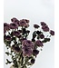 Purple Dried Chrysanthemum PomPom | Chrysanthemums Dried Flowers | Length 60 centimetres | Available per bunch