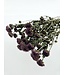 Purple Dried Chrysanthemum PomPom | Chrysanthemums Dried Flowers | Length 60 centimetres | Available per bunch