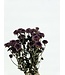 Purple Dried Chrysanthemum PomPom | Chrysanthemums Dried Flowers | Length 60 centimetres | Available per bunch