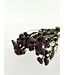 Purple Dried Chrysanthemum PomPom | Chrysanthemums Dried Flowers | Length 60 centimetres | Available per bunch
