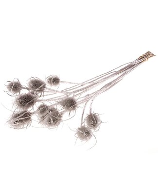 MyFlowers Getrocknete Silberdisteln | Getrocknete Silber-Cardistella- oder Chardon-Blüten | Länge ± 60 cm | Pro Strauß