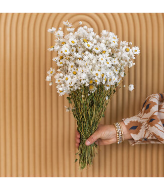 MyFlowers Sunbeam blanc séché | Rhodan blanc fleurs sèches | ± 35 fleurs par bouquet | Longueur 45 centimètres