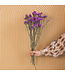 Fleurs séchées de Scirpe rose foncé | Fleurs séchées de Statice Sinuata rose foncé | Longueur ± 70 centimètres | Peut être commandé par bouquet
