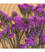 Fleurs séchées de Scirpe rose foncé | Fleurs séchées de Statice Sinuata rose foncé | Longueur ± 70 centimètres | Peut être commandé par bouquet