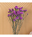 Fleurs séchées de Scirpe rose foncé | Fleurs séchées de Statice Sinuata rose foncé | Longueur ± 70 centimètres | Peut être commandé par bouquet