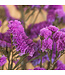 Fleurs séchées de Scirpe rose foncé | Fleurs séchées de Statice Sinuata rose foncé | Longueur ± 70 centimètres | Peut être commandé par bouquet