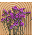 Fleurs séchées de Scirpe rose foncé | Fleurs séchées de Statice Sinuata rose foncé | Longueur ± 70 centimètres | Peut être commandé par bouquet