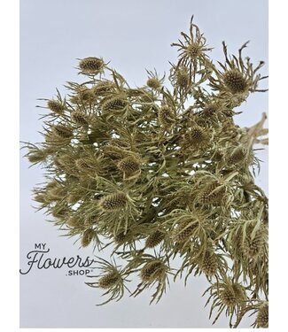MyFlowers Chardon blanc séché | Fleurs séchées Eryngium blanc naturel | Longueur ± 70 centimètres | Commande par bouquet