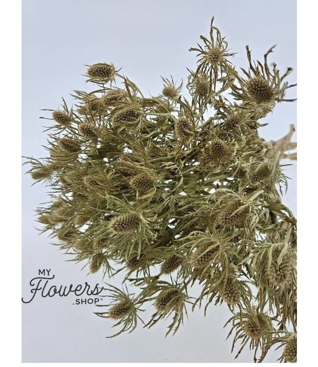 Chardon blanc séché | Fleurs séchées Eryngium blanc naturel | Longueur ± 70 centimètres | Commande par bouquet