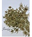 Chardon blanc séché | Fleurs séchées Eryngium blanc naturel | Longueur ± 70 centimètres | Commande par bouquet