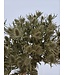 Chardon blanc séché | Fleurs séchées Eryngium blanc naturel | Longueur ± 70 centimètres | Commande par bouquet