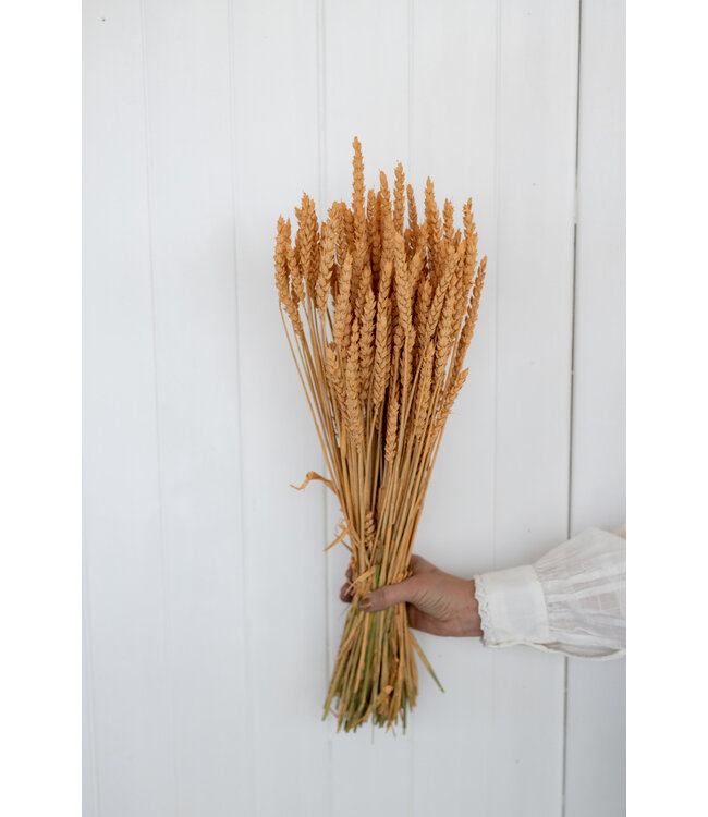 Blé séché de couleur saumon | Fleurs séchées de Triticum de couleur saumon | Longueur ± 70 centimètres | Commande par bouquet