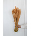 Blé séché de couleur saumon | Fleurs séchées de Triticum de couleur saumon | Longueur ± 70 centimètres | Commande par bouquet