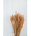 Blé séché de couleur saumon | Fleurs séchées de Triticum de couleur saumon | Longueur ± 70 centimètres | Commande par bouquet
