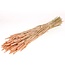 Blé séché de couleur saumon | Fleurs séchées de Triticum de couleur saumon | Longueur ± 70 centimètres | Commande par bouquet