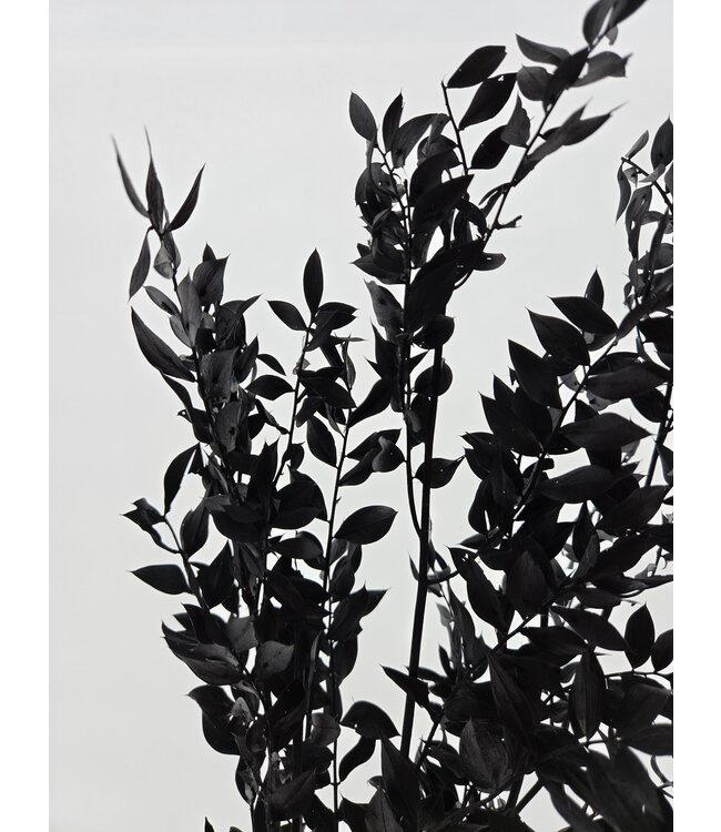 Zwarte Ruscus droogbloemen | Lengte 65 centimeter | Per 5 takken te bestellen