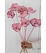 Pink Misty getrocknete Palm Cup | Pink Palm Cup getrocknete Blumen | Verpackt pro 10 Zweige