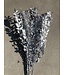 Épine de souris séchée argentée | Fleurs séchées Ruscus argentées | Longueur ± 65 centimètres | Commande par 5 branches