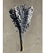 Épine de souris séchée argentée | Fleurs séchées Ruscus argentées | Longueur ± 65 centimètres | Commande par 5 branches
