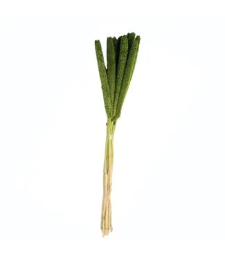 MyFlowers Babalas vert séchées | Panic érigé fleurs séchées | Longueur ± 75 centimètres | Par 10 pièces