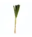 Dried Green Babala | Pearl Millet Dried Flowers | Length ± 75 centimetres | Available to order per 10 pieces