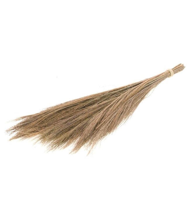 Broom grass natural dried flowers | Length ± 65 centimetres | Per bunch of 100 grams