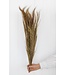 Broom grass natural dried flowers | Length ± 65 centimetres | Per bunch of 100 grams