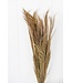 Broom grass natural dried flowers | Length ± 65 centimetres | Per bunch of 100 grams